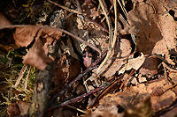 Poecilus sp., Loonse en Drunense Duinen, Netherlands Update, info from Claude Chavand: Poecilus cupreus or versicolor, unable to verify identification reliably from these photos.<br />
<br />
I know, it's not going to win any awards. It escaped from me through the thick layers of dead leafs.<br />
https://www.jungledragon.com/image/101789/poecilus_sp._-_side_view_loonse_en_drunense_duinen_netherlands.html Europe,Geotagged,Loonse en Drunense Duinen,Netherlands,Summer,World