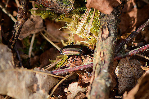 Poecilus sp. - side view, Loonse en Drunense Duinen, Netherlands Update, info from Claude Chavand: Poecilus cupreus or versicolor, unable to verify identification reliably from these photos.

Second terrible photo of this species, yet may provide some identification value.
https://www.jungledragon.com/image/101788/poecilus_sp._loonse_en_drunense_duinen_netherlands.html Europe,Loonse en Drunense Duinen,Netherlands,World