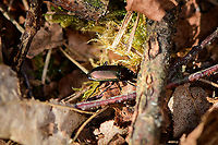 Poecilus sp. - side view, Loonse en Drunense Duinen, Netherlands Update, info from Claude Chavand: Poecilus cupreus or versicolor, unable to verify identification reliably from these photos.<br />
<br />
Second terrible photo of this species, yet may provide some identification value.<br />
https://www.jungledragon.com/image/101788/poecilus_sp._loonse_en_drunense_duinen_netherlands.html Europe,Loonse en Drunense Duinen,Netherlands,World
