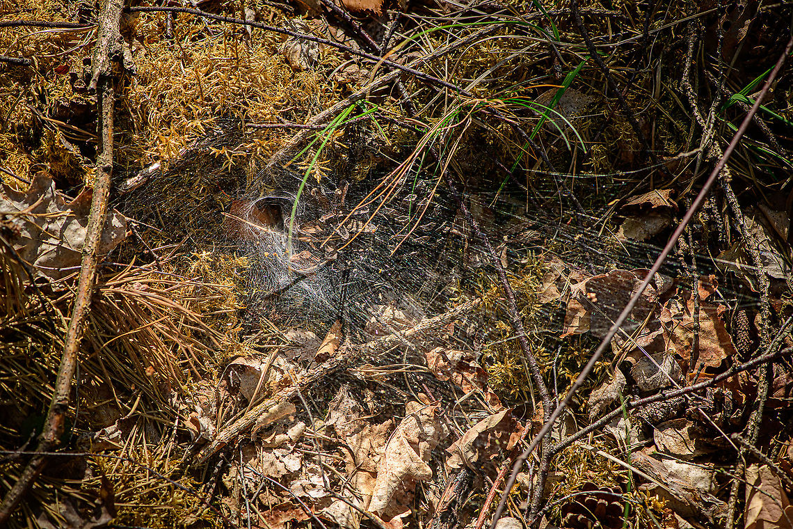 Giant funnel web, Loonse en Drunense Duinen, Netherlands A bit hard to see, but probably the largest funnel spider web I've seen with my own eyes. It seemed anything in a radius of 1-2m was wiretapped. A well informed spider citizen. Grabbing back to an oldie to depict what possibly may be happening inside the funnel:<br />
<figure class="photo"><a href="https://www.jungledragon.com/image/11251/the_funnel_of_death.html" title="The Funnel of Death"><img src="https://s3.amazonaws.com/media.jungledragon.com/images/2/11251_thumb.jpg?AWSAccessKeyId=05GMT0V3GWVNE7GGM1R2&Expires=1759968010&Signature=ieCHh7b4tYGj2ujVS0%2FhN4qcjPc%3D" width="200" height="134" alt="The Funnel of Death This photo is best appreciated fullscreen. I've been seeing spider webs in a tunnel shape quite frequently in my area but never with a spider in it until this day. This is the Agelena labyrinthica, a spider that builds a complex web system, where one part of the web is horizontal and used for catching prey, whilst the connected tunnel(or funnel) is for retreating. Check out how this species is excitingly feeding on a large pile of aphids. Agelena labyrinthica,Geotagged,Heesch,Macro,The Netherlands" /></a></figure> Europe,Loonse en Drunense Duinen,Netherlands,World