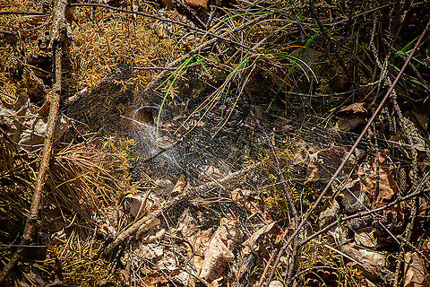 Giant funnel web, Loonse en Drunense Duinen, Netherlands A bit hard to see, but probably the largest funnel spider web I've seen with my own eyes. It seemed anything in a radius of 1-2m was wiretapped. A well informed spider citizen. Grabbing back to an oldie to depict what possibly may be happening inside the funnel:
https://www.jungledragon.com/image/11251/the_funnel_of_death.html Europe,Loonse en Drunense Duinen,Netherlands,World