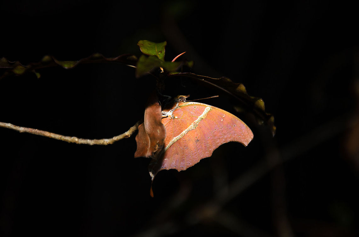 Unknown leaf butterfly in Kirindo, Madagascar I don&#039;t know the name of this species, but the bright orange/pink did get our attention. Charaxes zoolina,Club-tailed emperor,Geotagged,Kirindy Reserve,Madagascar
