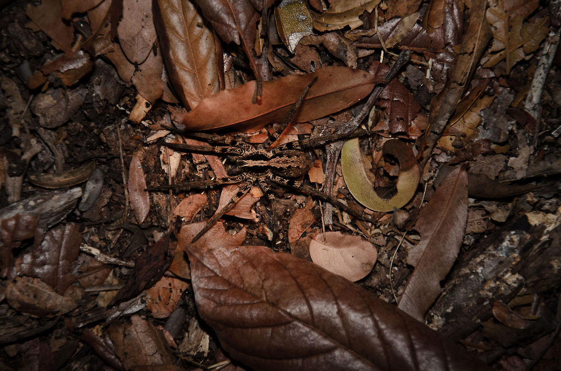 Wolf spider (?) at Kirindi forest floor An enormous spider found at night on the Kirindi forest floor. It has the general appearance of a wolf spider, but I am not sure about the species. Note that in reality it does not look this orange, this is the result of the guide&#039;s flash light.<br />
<br />
Given that we have walked this forest in darkness for many hours, it is kind of intimidating to realize what we have passed by on the floor, given that in search of lemurs our flash lights are aimed at the trees, not the floor :) Kirindy Reserve,Madagascar