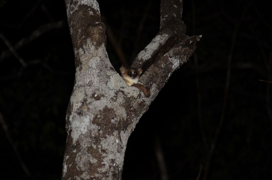 Gray mouse lemur in Kirindi forest at night It is tons of fun chasing mouse lemurs at night in the Kirindi forest. They are very cute, active and curious, yet a challenge to photograph as they will never let you get close. Here is such a cute critter hiding in the bark of a tree. As one of the smaller lemurs, it has quite a lot of enemies to account for. Gray mouse lemur,Kirindy Reserve,Madagascar,Microcebus murinus