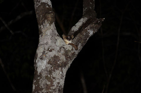 Gray mouse lemur in Kirindi forest at night It is tons of fun chasing mouse lemurs at night in the Kirindi forest. They are very cute, active and curious, yet a challenge to photograph as they will never let you get close. Here is such a cute critter hiding in the bark of a tree. As one of the smaller lemurs, it has quite a lot of enemies to account for. Gray mouse lemur,Kirindy Reserve,Madagascar,Microcebus murinus
