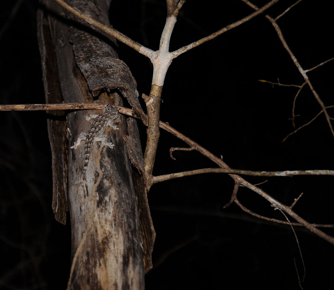 Grandidier's Velvet Gecko in Kirindy Not the best shot, but it was at night and I couldn&#039;t get any closer.  Blaesodactylus sakalava,Grandidier's Velvet Gecko,Kirindy Reserve,Madagascar