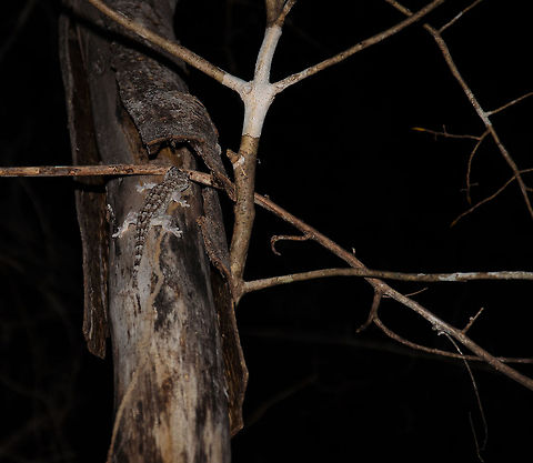 Grandidier's Velvet Gecko in Kirindy Not the best shot, but it was at night and I couldn't get any closer.  Blaesodactylus sakalava,Grandidier's Velvet Gecko,Kirindy Reserve,Madagascar