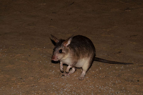 Malagasy giant jumping rat The rodent you see here is very rare, it only exists in this one Kirindi forest area of Madagascar and nowhere else. Even here it is under threat by habitat loss, parasites and cats and dogs killing them. As you can see, it very much looks like a rabbit or a small kangaroo, yet a rat it still is, a very large one at it.

How it came to be: our guide asked us if he could wake us up if he would find one. And so he did. I assume the animal is being fed and lured on a daily basis. Still it is very shy. As a strategy to get closer, we dimmed our light, took a few steps in the dark, and turned the light back on. We repeated this until we were close enough for this shot, which is still a crop.

Our guide asked  Geotagged,Hypogeomys antimena,Kirindy Reserve,Madagascar,Malagasy giant rat