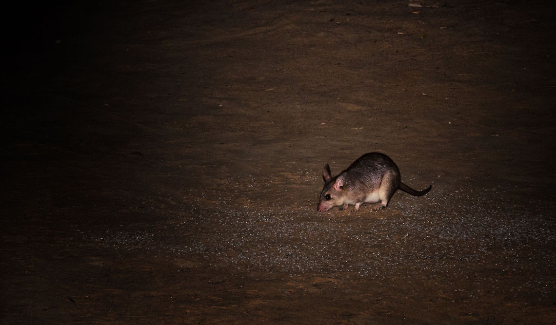 A rare rodent One of the most rare rodents in the world, the Malagasy giant rat, makes an appearance near our camp site in Kirindi, Madagascar.  Hypogeomys antimena,Kirindy Reserve,Madagascar,Malagasy giant rat
