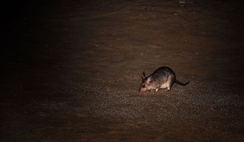 A rare rodent One of the most rare rodents in the world, the Malagasy giant rat, makes an appearance near our camp site in Kirindi, Madagascar.  Hypogeomys antimena,Kirindy Reserve,Madagascar,Malagasy giant rat