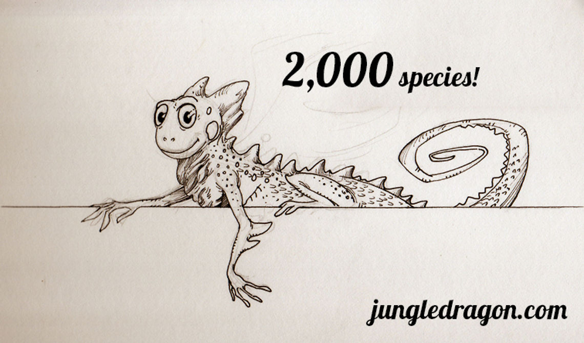 JungleDragon celebrates 2,000 species! Dear community, <br />
<br />
Yesterday we crossed the 2,000 species boundary! This is quite an accomplishment in many ways. First of all, it means that the species diversity is very high on JungleDragon, since we have less than 10,000 photos in total.<br />
<br />
I'm also proud to report that about 75% of all photos on JungleDragon have their species identified. This very high number is the result of tireless community volunteers who take an interest in identifying species so that others can learn from them. We certainly are not the biggest in total images, but few sites are so disciplined and educational by linking specie information to photos and allowing a friendly way to walk the tree of life: <br />
<br />
<a href="http://www.jungledragon.com/wildlife/browse" rel="nofollow">http://www.jungledragon.com/wildlife/browse</a><br />
<br />
<br />
Thank you dear and local community of this little site, as a token of appreciation, please find above a sketch from the JungleDragon archives. It is a token to remember that nature is to be fun, educational, and accessible.  Draco Viridis,Draco viridis,JungleDragon,celebrate,milestone