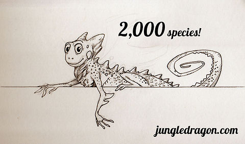 JungleDragon celebrates 2,000 species! Dear community, 

Yesterday we crossed the 2,000 species boundary! This is quite an accomplishment in many ways. First of all, it means that the species diversity is very high on JungleDragon, since we have less than 10,000 photos in total.

I'm also proud to report that about 75% of all photos on JungleDragon have their species identified. This very high number is the result of tireless community volunteers who take an interest in identifying species so that others can learn from them. We certainly are not the biggest in total images, but few sites are so disciplined and educational by linking specie information to photos and allowing a friendly way to walk the tree of life: 

http://www.jungledragon.com/wildlife/browse


Thank you dear and local community of this little site, as a token of appreciation, please find above a sketch from the JungleDragon archives. It is a token to remember that nature is to be fun, educational, and accessible.  Draco Viridis,Draco viridis,JungleDragon,celebrate,milestone