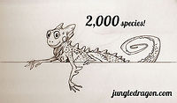 JungleDragon celebrates 2,000 species! Dear community, <br />
<br />
Yesterday we crossed the 2,000 species boundary! This is quite an accomplishment in many ways. First of all, it means that the species diversity is very high on JungleDragon, since we have less than 10,000 photos in total.<br />
<br />
I'm also proud to report that about 75% of all photos on JungleDragon have their species identified. This very high number is the result of tireless community volunteers who take an interest in identifying species so that others can learn from them. We certainly are not the biggest in total images, but few sites are so disciplined and educational by linking specie information to photos and allowing a friendly way to walk the tree of life: <br />
<br />
http://www.jungledragon.com/wildlife/browse<br />
<br />
<br />
Thank you dear and local community of this little site, as a token of appreciation, please find above a sketch from the JungleDragon archives. It is a token to remember that nature is to be fun, educational, and accessible.  Draco Viridis,Draco viridis,JungleDragon,celebrate,milestone