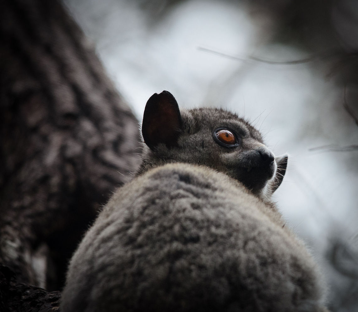 Red-tailed sportive lemur closeup in Kirindi Night tours in Madagascar are amazing, especially so in the Kirindi forest. However, the photographic result is typically quite poor compared to a day shot. That&#039;s why it was awesome to find a nocturnal (night) lemur in broad day light.  Kirindy Reserve,Lepilemur ruficaudatus,Madagascar,Red-tailed sportive lemur