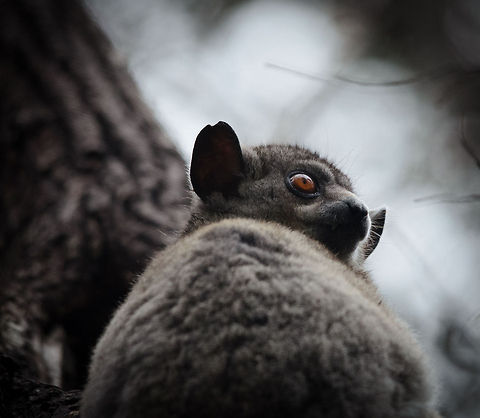 Red-tailed sportive lemur closeup in Kirindi Night tours in Madagascar are amazing, especially so in the Kirindi forest. However, the photographic result is typically quite poor compared to a day shot. That's why it was awesome to find a nocturnal (night) lemur in broad day light.  Kirindy Reserve,Lepilemur ruficaudatus,Madagascar,Red-tailed sportive lemur
