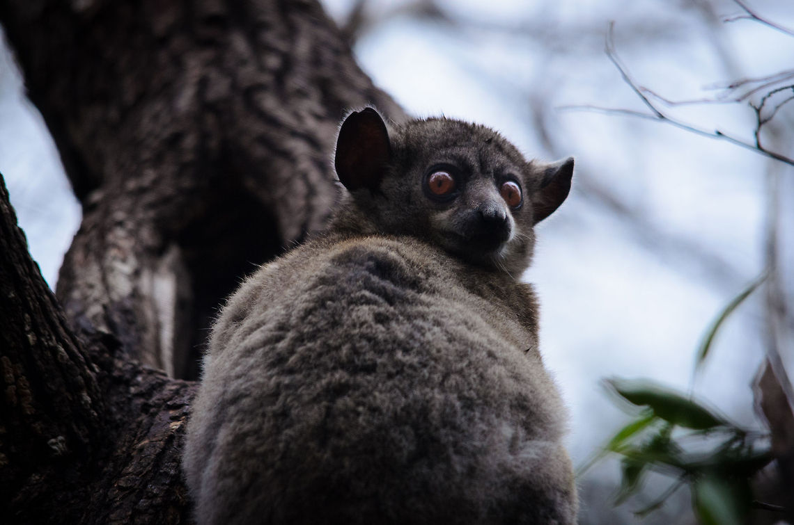 Red-tailed sportive lemur using directional ears This nocturnal lemur was found during the day in the Kirindi forest. It did not flee the scene upon seeing us, as we kept a distance of about 20 metres. Likely this night creature is on alert for the infamous fossa, who hunts during the day and night. Kirindy Reserve,Lepilemur ruficaudatus,Madagascar,Red-tailed sportive lemur