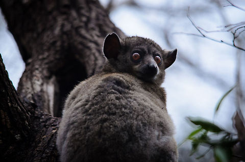 Red-tailed sportive lemur using directional ears This nocturnal lemur was found during the day in the Kirindi forest. It did not flee the scene upon seeing us, as we kept a distance of about 20 metres. Likely this night creature is on alert for the infamous fossa, who hunts during the day and night. Kirindy Reserve,Lepilemur ruficaudatus,Madagascar,Red-tailed sportive lemur