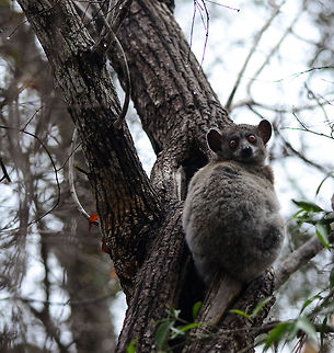 Red-tailed sportive lemur in Kirindi full body shot A full body shot of this sportive lemur, a nocturnal lemur found in the Kirindi forest. It is strategically positioned to be blocked from sight for at least 180 degrees.  Kirindy Reserve,Lepilemur ruficaudatus,Madagascar,Red-tailed sportive lemur