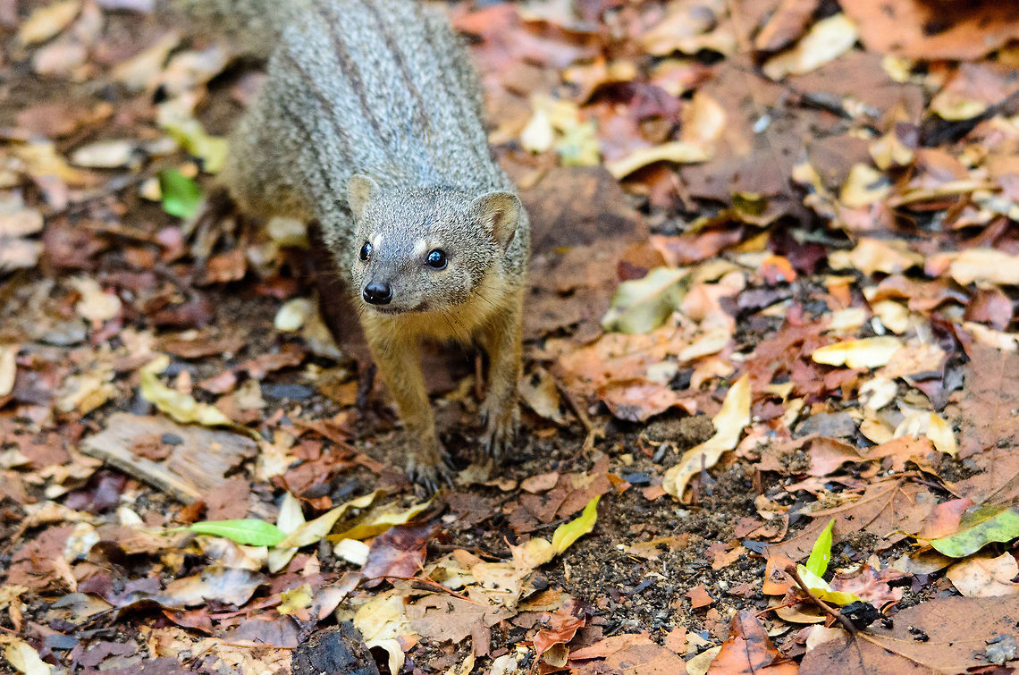 Narrow-striped Mongoose in Kirindi, Madagascar So we walk the narrow paths of the Kirindi forest by day. Heading towards us on the very same narrow path is this mongoose. It doesn't exit the path, it keeps walking towards us, stops about one metre in front of us, looks up (see photo), greets us, and continues its path, still without exiting it. <br />
<br />
Only in Madagascar. Kirindy Reserve,Madagascar,Mungotictis decemlineata,Narrow-striped Mongoose