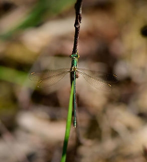 Small Emerald Damselfy - top view, Loonse en Drunense Duinen, Netherlands https://www.jungledragon.com/image/101982/small_emerald_damselfy_loonse_en_drunense_duinen_netherlands.html
A young female. Other than its unusually small size, another identification key is the yellow at the back of the head. 

Here's a young female from a different location, yet even younger, freshly emerged:

https://www.jungledragon.com/image/101096/young_female_small_emerald_damselfly_-_full_body_berghem_netherlands.html
Note the color difference. In dutch we call the series of emerald damselfy species "armored damselfies", after their metallic look. Europe,Lestes virens,Loonse en Drunense Duinen,Netherlands,Small Emerald Damselfly,World