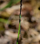 Small Emerald Damselfy - top view, Loonse en Drunense Duinen, Netherlands https://www.jungledragon.com/image/101982/small_emerald_damselfy_loonse_en_drunense_duinen_netherlands.html<br />
A young female. Other than its unusually small size, another identification key is the yellow at the back of the head. <br />
<br />
Here's a young female from a different location, yet even younger, freshly emerged:<br />
<br />
https://www.jungledragon.com/image/101096/young_female_small_emerald_damselfly_-_full_body_berghem_netherlands.html<br />
Note the color difference. In dutch we call the series of emerald damselfy species "armored damselfies", after their metallic look. Europe,Lestes virens,Loonse en Drunense Duinen,Netherlands,Small Emerald Damselfly,World