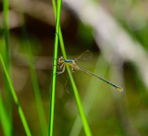 Small Emerald Damselfy, Loonse en Drunense Duinen, Netherlands https://www.jungledragon.com/image/101981/small_emerald_damselfy_-_top_view_loonse_en_drunense_duinen_netherlands.html
A young female. Other than its unusually small size, another identification key is the yellow at the back of the head.
Here's a young female from a different location, yet even younger, freshly emerged:
https://www.jungledragon.com/image/101096/young_female_small_emerald_damselfly_-_full_body_berghem_netherlands.html
Note the color difference. In dutch we call the series of emerald damselfy species "armored damselfies", after their metallic look. Europe,Lestes virens,Loonse en Drunense Duinen,Netherlands,Small Emerald Damselfly,World