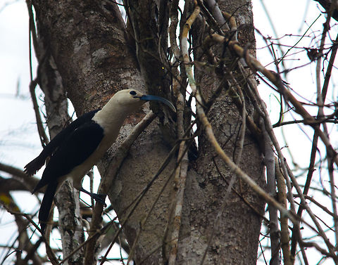 Sickle-billed Vanga in Kirindi forest The back light was bad during this day trip in the Kirindi forest, but still I find this to be a remarkable bird, and it is little known. Falculea palliata,Kirindy Reserve,Madagascar,Sickle-billed Vanga