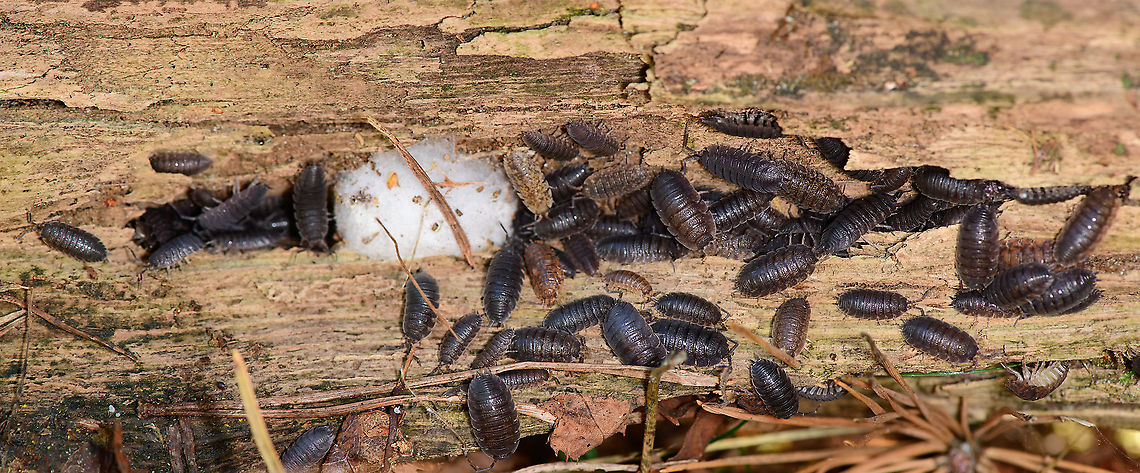 Rough Woodlice, Loonse en Drunense Duinen, Netherlands A large gathering found after turning over a rotting log. I&#039;m unsure what the white substance is. Europe,Geotagged,Loonse en Drunense Duinen,Netherlands,Porcellio scaber,Rough woodlouse,Summer,World