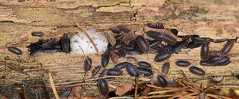 Rough Woodlice, Loonse en Drunense Duinen, Netherlands A large gathering found after turning over a rotting log. I'm unsure what the white substance is. Europe,Geotagged,Loonse en Drunense Duinen,Netherlands,Porcellio scaber,Rough woodlouse,Summer,World