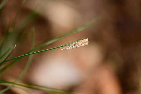 Grass-veneer, Loonse en Drunense Duinen, Netherlands Agriphila sp. Will leave this one at genus level, as the position does not show some essential details. Europe,Loonse en Drunense Duinen,Netherlands,World