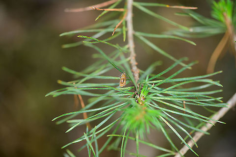Arched marble, Loonse en Drunense Duinen, Netherlands This moth is tormenting me. I've come across it a few times, yet always fail to get a good shot, as it flees too soon. Consider this a "habitat shot" :) Europe,Loonse en Drunense Duinen,Netherlands,Olethreutes arcuella,World