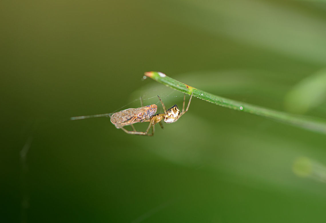 Common Sheetweb Spider, Loonse en Drunense Duinen, Netherlands Feeding on a leafhopper. Spiders in this family have a horizontal web, which they navigate upside down. When pray lands on the web, they sprint to it and bite it through the web. Size of this spider is 5-6mm. Europe,Geotagged,Linyphia triangularis,Loonse en Drunense Duinen,Netherlands,Summer,World