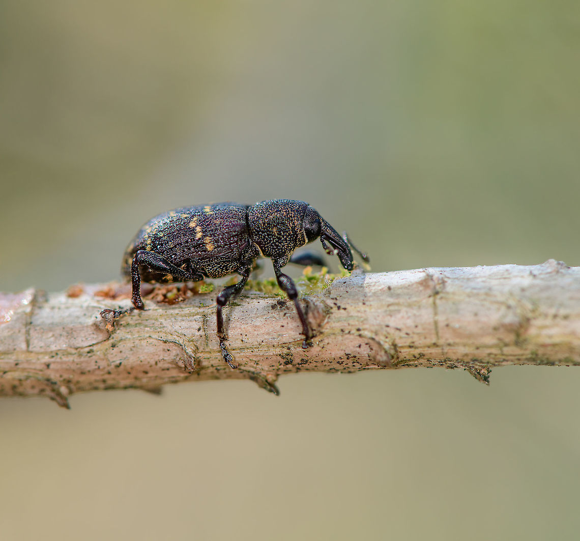 Large pine weevil, Loonse en Drunense Duinen, Netherlands Here you can see this beautiful weevil do what it's hated for most: eating bark, which may be ultimately fatal to some trees. The pest effect is likely manageable in a forest or garden. It is felt most by commercial growers of trees, whom often use phosphor to accelerate growth. Such trees are this weevil's favorite.<br />
<figure class="photo"><a href="https://www.jungledragon.com/image/102084/large_pine_weevil_-_habitat_loonse_en_drunense_duinen_netherlands.html" title="Large pine weevil - habitat, Loonse en Drunense Duinen, Netherlands"><img src="https://s3.amazonaws.com/media.jungledragon.com/images/2/102084_thumb.jpg?AWSAccessKeyId=05GMT0V3GWVNE7GGM1R2&Expires=1763596810&Signature=YrsFksA8jbYM28BjSmmM1IX%2F8V8%3D" width="200" height="134" alt="Large pine weevil - habitat, Loonse en Drunense Duinen, Netherlands Here you can see this beautiful weevil do what it's hated for most: eating bark, which may be ultimately fatal to some trees. The pest effect is likely manageable in a forest or garden. It is felt most by commercial growers of trees, whom often use phosphor to accelerate growth. Such trees are this weevil's favorite.<br />
https://www.jungledragon.com/image/102083/large_pine_weevil_loonse_en_drunense_duinen_netherlands.html Europe,Geotagged,Hylobius abietis,Large pine weevil,Loonse en Drunense Duinen,Netherlands,Summer,World" /></a></figure> Europe,Geotagged,Hylobius abietis,Large pine weevil,Loonse en Drunense Duinen,Netherlands,Summer,World