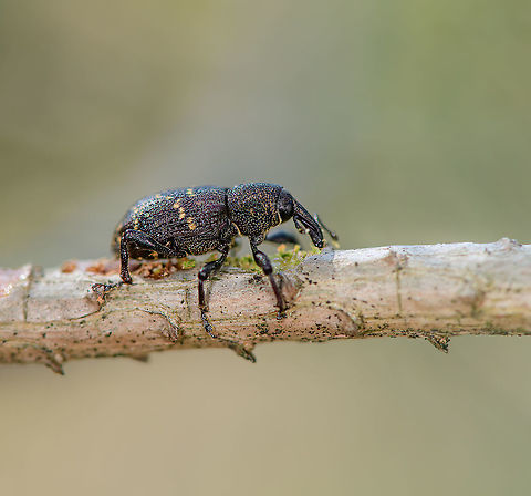 Large pine weevil, Loonse en Drunense Duinen, Netherlands Here you can see this beautiful weevil do what it's hated for most: eating bark, which may be ultimately fatal to some trees. The pest effect is likely manageable in a forest or garden. It is felt most by commercial growers of trees, whom often use phosphor to accelerate growth. Such trees are this weevil's favorite.
https://www.jungledragon.com/image/102084/large_pine_weevil_-_habitat_loonse_en_drunense_duinen_netherlands.html Europe,Geotagged,Hylobius abietis,Large pine weevil,Loonse en Drunense Duinen,Netherlands,Summer,World