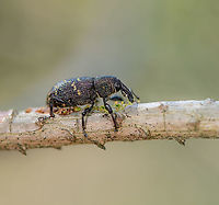 Large pine weevil, Loonse en Drunense Duinen, Netherlands Here you can see this beautiful weevil do what it's hated for most: eating bark, which may be ultimately fatal to some trees. The pest effect is likely manageable in a forest or garden. It is felt most by commercial growers of trees, whom often use phosphor to accelerate growth. Such trees are this weevil's favorite.<br />
https://www.jungledragon.com/image/102084/large_pine_weevil_-_habitat_loonse_en_drunense_duinen_netherlands.html Europe,Geotagged,Hylobius abietis,Large pine weevil,Loonse en Drunense Duinen,Netherlands,Summer,World