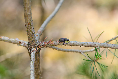 Large pine weevil - habitat, Loonse en Drunense Duinen, Netherlands Here you can see this beautiful weevil do what it's hated for most: eating bark, which may be ultimately fatal to some trees. The pest effect is likely manageable in a forest or garden. It is felt most by commercial growers of trees, whom often use phosphor to accelerate growth. Such trees are this weevil's favorite.
https://www.jungledragon.com/image/102083/large_pine_weevil_loonse_en_drunense_duinen_netherlands.html Europe,Geotagged,Hylobius abietis,Large pine weevil,Loonse en Drunense Duinen,Netherlands,Summer,World
