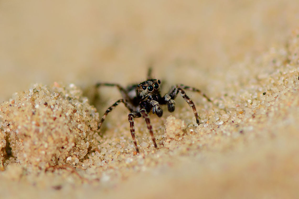 Downy Jumping Spider - frontal, Loonse en Drunense Duinen, Netherlands Very small (~5mm) and super active on this very hot day. As it does not have a very descriptive appearance, used external help to ID it. Some good info here (German):<br />
<a href="https://wiki.arages.de/index.php?title=Attulus_pubescens" rel="nofollow">https://wiki.arages.de/index.php?title=Attulus_pubescens</a><br />
<br />
In dutch it is simply called &quot;Hairy jumping spider&quot;, although it doesn&#039;t seem more hairy than other jumping spiders. I believe it may be related to the hairy palps. <br />
<br />
Note the name change of the species. It was Sitticus pubescens until 2017, yet is now called Attulus pubescens.<br />
<figure class="photo"><a href="https://www.jungledragon.com/image/102129/downy_jumping_spider_-_on_the_move_loonse_en_drunense_duinen_netherlands.html" title="Downy Jumping Spider - on the move, Loonse en Drunense Duinen, Netherlands"><img src="https://s3.amazonaws.com/media.jungledragon.com/images/2/102129_thumb.jpg?AWSAccessKeyId=05GMT0V3GWVNE7GGM1R2&Expires=1767225610&Signature=klIoigFVnYAM8bzlJnavBqkWXoA%3D" width="200" height="134" alt="Downy Jumping Spider - on the move, Loonse en Drunense Duinen, Netherlands Very small (~5mm) and super active on this very hot day. As it does not have a very descriptive appearance, used external help to ID it. Some good info here (German):<br />
https://wiki.arages.de/index.php?title=Attulus_pubescens<br />
<br />
In dutch it is simply called &quot;Hairy jumping spider&quot;, although it doesn&#039;t seem more hairy than other jumping spiders. I believe it may be related to the hairy palps. <br />
<br />
Note the name change of the species. It was Sitticus pubescens until 2017, yet is now called Attulus pubescens.<br />
https://www.jungledragon.com/image/102128/downy_jumping_spider_-_frontal_loonse_en_drunense_duinen_netherlands.html<br />
https://www.jungledragon.com/image/102130/downy_jumping_spider_-_side_view_loonse_en_drunense_duinen_netherlands.html<br />
https://www.jungledragon.com/image/102131/downy_jumping_spider_-_top_view_loonse_en_drunense_duinen_netherlands.html Attulus pubescens,Europe,Loonse en Drunense Duinen,Netherlands,Sitticus pubescens,World" /></a></figure><br />
<figure class="photo"><a href="https://www.jungledragon.com/image/102130/downy_jumping_spider_-_side_view_loonse_en_drunense_duinen_netherlands.html" title="Downy Jumping Spider - side view, Loonse en Drunense Duinen, Netherlands"><img src="https://s3.amazonaws.com/media.jungledragon.com/images/2/102130_thumb.jpg?AWSAccessKeyId=05GMT0V3GWVNE7GGM1R2&Expires=1767225610&Signature=27jnuoHpqMsW7rs2JUXHqqTtRhg%3D" width="200" height="134" alt="Downy Jumping Spider - side view, Loonse en Drunense Duinen, Netherlands Very small (~5mm) and super active on this very hot day. As it does not have a very descriptive appearance, used external help to ID it. Some good info here (German):<br />
https://wiki.arages.de/index.php?title=Attulus_pubescens<br />
<br />
In dutch it is simply called &quot;Hairy jumping spider&quot;, although it doesn&#039;t seem more hairy than other jumping spiders. I believe it may be related to the hairy palps. <br />
<br />
Note the name change of the species. It was Sitticus pubescens until 2017, yet is now called Attulus pubescens.<br />
https://www.jungledragon.com/image/102128/downy_jumping_spider_-_frontal_loonse_en_drunense_duinen_netherlands.html<br />
https://www.jungledragon.com/image/102129/downy_jumping_spider_-_on_the_move_loonse_en_drunense_duinen_netherlands.html<br />
https://www.jungledragon.com/image/102131/downy_jumping_spider_-_top_view_loonse_en_drunense_duinen_netherlands.html Attulus pubescens,Europe,Loonse en Drunense Duinen,Netherlands,Sitticus pubescens,World" /></a></figure><br />
<figure class="photo"><a href="https://www.jungledragon.com/image/102131/downy_jumping_spider_-_top_view_loonse_en_drunense_duinen_netherlands.html" title="Downy Jumping Spider - top view, Loonse en Drunense Duinen, Netherlands"><img src="https://s3.amazonaws.com/media.jungledragon.com/images/2/102131_thumb.jpg?AWSAccessKeyId=05GMT0V3GWVNE7GGM1R2&Expires=1767225610&Signature=K84KF2MvHzJpA8kHZTwbtWepyxM%3D" width="200" height="134" alt="Downy Jumping Spider - top view, Loonse en Drunense Duinen, Netherlands Very small (~5mm) and super active on this very hot day. As it does not have a very descriptive appearance, used external help to ID it. Some good info here (German):<br />
https://wiki.arages.de/index.php?title=Attulus_pubescens<br />
<br />
In dutch it is simply called &quot;Hairy jumping spider&quot;, although it doesn&#039;t seem more hairy than other jumping spiders. I believe it may be related to the hairy palps. <br />
<br />
Note the name change of the species. It was Sitticus pubescens until 2017, yet is now called Attulus pubescens.<br />
https://www.jungledragon.com/image/102128/downy_jumping_spider_-_frontal_loonse_en_drunense_duinen_netherlands.html<br />
https://www.jungledragon.com/image/102129/downy_jumping_spider_-_on_the_move_loonse_en_drunense_duinen_netherlands.html<br />
https://www.jungledragon.com/image/102130/downy_jumping_spider_-_side_view_loonse_en_drunense_duinen_netherlands.html Attulus pubescens,Europe,Geotagged,Loonse en Drunense Duinen,Netherlands,Sitticus pubescens,Summer,World" /></a></figure> Attulus pubescens,Europe,Geotagged,Loonse en Drunense Duinen,Netherlands,Sitticus pubescens,Summer,World