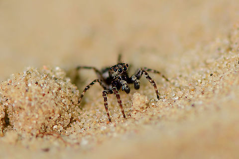 Downy Jumping Spider - frontal, Loonse en Drunense Duinen, Netherlands Very small (~5mm) and super active on this very hot day. As it does not have a very descriptive appearance, used external help to ID it. Some good info here (German):
https://wiki.arages.de/index.php?title=Attulus_pubescens

In dutch it is simply called "Hairy jumping spider", although it doesn't seem more hairy than other jumping spiders. I believe it may be related to the hairy palps. 

Note the name change of the species. It was Sitticus pubescens until 2017, yet is now called Attulus pubescens.
https://www.jungledragon.com/image/102129/downy_jumping_spider_-_on_the_move_loonse_en_drunense_duinen_netherlands.html
https://www.jungledragon.com/image/102130/downy_jumping_spider_-_side_view_loonse_en_drunense_duinen_netherlands.html
https://www.jungledragon.com/image/102131/downy_jumping_spider_-_top_view_loonse_en_drunense_duinen_netherlands.html Attulus pubescens,Europe,Geotagged,Loonse en Drunense Duinen,Netherlands,Sitticus pubescens,Summer,World