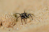 Downy Jumping Spider - frontal, Loonse en Drunense Duinen, Netherlands Very small (~5mm) and super active on this very hot day. As it does not have a very descriptive appearance, used external help to ID it. Some good info here (German):<br />
https://wiki.arages.de/index.php?title=Attulus_pubescens<br />
<br />
In dutch it is simply called "Hairy jumping spider", although it doesn't seem more hairy than other jumping spiders. I believe it may be related to the hairy palps. <br />
<br />
Note the name change of the species. It was Sitticus pubescens until 2017, yet is now called Attulus pubescens.<br />
https://www.jungledragon.com/image/102129/downy_jumping_spider_-_on_the_move_loonse_en_drunense_duinen_netherlands.html<br />
https://www.jungledragon.com/image/102130/downy_jumping_spider_-_side_view_loonse_en_drunense_duinen_netherlands.html<br />
https://www.jungledragon.com/image/102131/downy_jumping_spider_-_top_view_loonse_en_drunense_duinen_netherlands.html Attulus pubescens,Europe,Geotagged,Loonse en Drunense Duinen,Netherlands,Sitticus pubescens,Summer,World