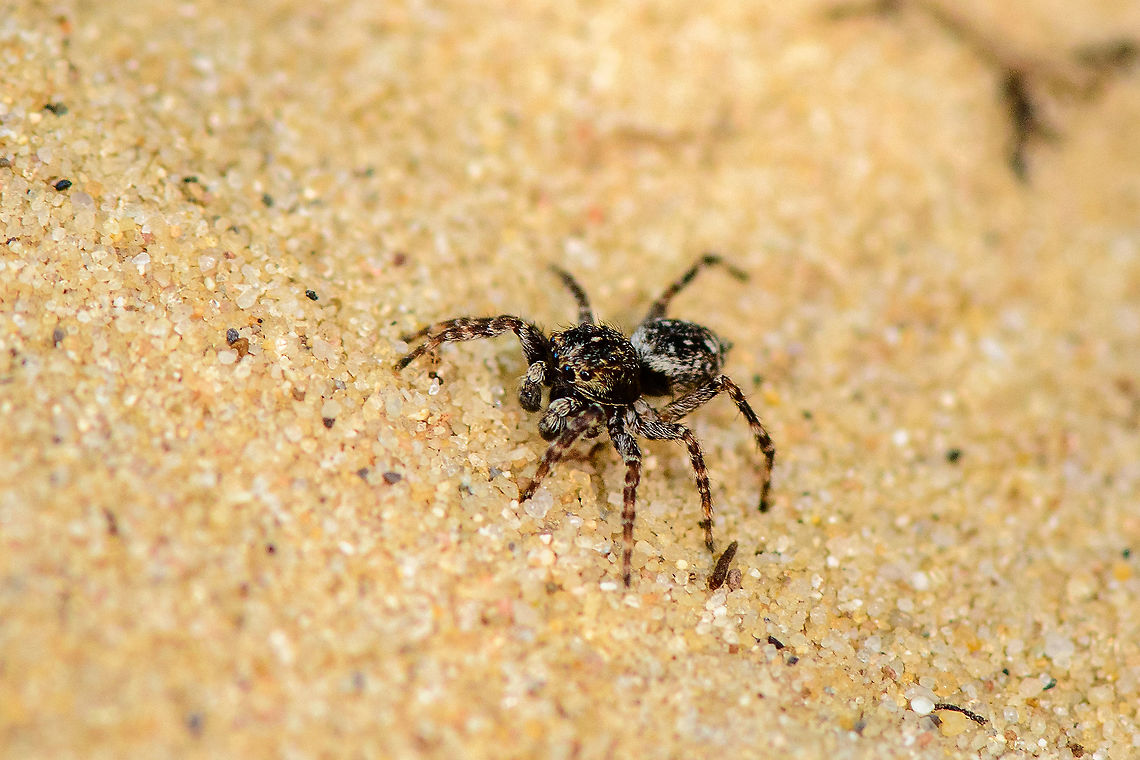 Downy Jumping Spider - on the move, Loonse en Drunense Duinen, Netherlands Very small (~5mm) and super active on this very hot day. As it does not have a very descriptive appearance, used external help to ID it. Some good info here (German):<br />
<a href="https://wiki.arages.de/index.php?title=Attulus_pubescens" rel="nofollow">https://wiki.arages.de/index.php?title=Attulus_pubescens</a><br />
<br />
In dutch it is simply called &quot;Hairy jumping spider&quot;, although it doesn&#039;t seem more hairy than other jumping spiders. I believe it may be related to the hairy palps. <br />
<br />
Note the name change of the species. It was Sitticus pubescens until 2017, yet is now called Attulus pubescens.<br />
<figure class="photo"><a href="https://www.jungledragon.com/image/102128/downy_jumping_spider_-_frontal_loonse_en_drunense_duinen_netherlands.html" title="Downy Jumping Spider - frontal, Loonse en Drunense Duinen, Netherlands"><img src="https://s3.amazonaws.com/media.jungledragon.com/images/2/102128_thumb.jpg?AWSAccessKeyId=05GMT0V3GWVNE7GGM1R2&Expires=1767225610&Signature=aqROAYeIE0sIMZrwiiL0qXhWquk%3D" width="200" height="134" alt="Downy Jumping Spider - frontal, Loonse en Drunense Duinen, Netherlands Very small (~5mm) and super active on this very hot day. As it does not have a very descriptive appearance, used external help to ID it. Some good info here (German):<br />
https://wiki.arages.de/index.php?title=Attulus_pubescens<br />
<br />
In dutch it is simply called &quot;Hairy jumping spider&quot;, although it doesn&#039;t seem more hairy than other jumping spiders. I believe it may be related to the hairy palps. <br />
<br />
Note the name change of the species. It was Sitticus pubescens until 2017, yet is now called Attulus pubescens.<br />
https://www.jungledragon.com/image/102129/downy_jumping_spider_-_on_the_move_loonse_en_drunense_duinen_netherlands.html<br />
https://www.jungledragon.com/image/102130/downy_jumping_spider_-_side_view_loonse_en_drunense_duinen_netherlands.html<br />
https://www.jungledragon.com/image/102131/downy_jumping_spider_-_top_view_loonse_en_drunense_duinen_netherlands.html Attulus pubescens,Europe,Geotagged,Loonse en Drunense Duinen,Netherlands,Sitticus pubescens,Summer,World" /></a></figure><br />
<figure class="photo"><a href="https://www.jungledragon.com/image/102130/downy_jumping_spider_-_side_view_loonse_en_drunense_duinen_netherlands.html" title="Downy Jumping Spider - side view, Loonse en Drunense Duinen, Netherlands"><img src="https://s3.amazonaws.com/media.jungledragon.com/images/2/102130_thumb.jpg?AWSAccessKeyId=05GMT0V3GWVNE7GGM1R2&Expires=1767225610&Signature=27jnuoHpqMsW7rs2JUXHqqTtRhg%3D" width="200" height="134" alt="Downy Jumping Spider - side view, Loonse en Drunense Duinen, Netherlands Very small (~5mm) and super active on this very hot day. As it does not have a very descriptive appearance, used external help to ID it. Some good info here (German):<br />
https://wiki.arages.de/index.php?title=Attulus_pubescens<br />
<br />
In dutch it is simply called &quot;Hairy jumping spider&quot;, although it doesn&#039;t seem more hairy than other jumping spiders. I believe it may be related to the hairy palps. <br />
<br />
Note the name change of the species. It was Sitticus pubescens until 2017, yet is now called Attulus pubescens.<br />
https://www.jungledragon.com/image/102128/downy_jumping_spider_-_frontal_loonse_en_drunense_duinen_netherlands.html<br />
https://www.jungledragon.com/image/102129/downy_jumping_spider_-_on_the_move_loonse_en_drunense_duinen_netherlands.html<br />
https://www.jungledragon.com/image/102131/downy_jumping_spider_-_top_view_loonse_en_drunense_duinen_netherlands.html Attulus pubescens,Europe,Loonse en Drunense Duinen,Netherlands,Sitticus pubescens,World" /></a></figure><br />
<figure class="photo"><a href="https://www.jungledragon.com/image/102131/downy_jumping_spider_-_top_view_loonse_en_drunense_duinen_netherlands.html" title="Downy Jumping Spider - top view, Loonse en Drunense Duinen, Netherlands"><img src="https://s3.amazonaws.com/media.jungledragon.com/images/2/102131_thumb.jpg?AWSAccessKeyId=05GMT0V3GWVNE7GGM1R2&Expires=1767225610&Signature=K84KF2MvHzJpA8kHZTwbtWepyxM%3D" width="200" height="134" alt="Downy Jumping Spider - top view, Loonse en Drunense Duinen, Netherlands Very small (~5mm) and super active on this very hot day. As it does not have a very descriptive appearance, used external help to ID it. Some good info here (German):<br />
https://wiki.arages.de/index.php?title=Attulus_pubescens<br />
<br />
In dutch it is simply called &quot;Hairy jumping spider&quot;, although it doesn&#039;t seem more hairy than other jumping spiders. I believe it may be related to the hairy palps. <br />
<br />
Note the name change of the species. It was Sitticus pubescens until 2017, yet is now called Attulus pubescens.<br />
https://www.jungledragon.com/image/102128/downy_jumping_spider_-_frontal_loonse_en_drunense_duinen_netherlands.html<br />
https://www.jungledragon.com/image/102129/downy_jumping_spider_-_on_the_move_loonse_en_drunense_duinen_netherlands.html<br />
https://www.jungledragon.com/image/102130/downy_jumping_spider_-_side_view_loonse_en_drunense_duinen_netherlands.html Attulus pubescens,Europe,Geotagged,Loonse en Drunense Duinen,Netherlands,Sitticus pubescens,Summer,World" /></a></figure> Attulus pubescens,Europe,Loonse en Drunense Duinen,Netherlands,Sitticus pubescens,World