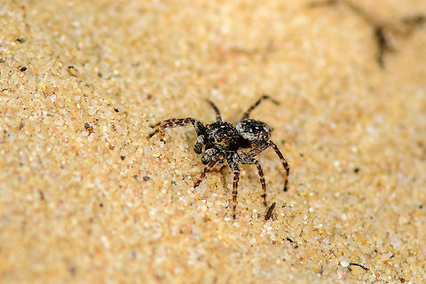 Downy Jumping Spider - on the move, Loonse en Drunense Duinen, Netherlands Very small (~5mm) and super active on this very hot day. As it does not have a very descriptive appearance, used external help to ID it. Some good info here (German):
https://wiki.arages.de/index.php?title=Attulus_pubescens

In dutch it is simply called "Hairy jumping spider", although it doesn't seem more hairy than other jumping spiders. I believe it may be related to the hairy palps. 

Note the name change of the species. It was Sitticus pubescens until 2017, yet is now called Attulus pubescens.
https://www.jungledragon.com/image/102128/downy_jumping_spider_-_frontal_loonse_en_drunense_duinen_netherlands.html
https://www.jungledragon.com/image/102130/downy_jumping_spider_-_side_view_loonse_en_drunense_duinen_netherlands.html
https://www.jungledragon.com/image/102131/downy_jumping_spider_-_top_view_loonse_en_drunense_duinen_netherlands.html Attulus pubescens,Europe,Loonse en Drunense Duinen,Netherlands,Sitticus pubescens,World