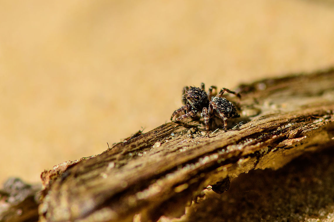 Downy Jumping Spider - side view, Loonse en Drunense Duinen, Netherlands Very small (~5mm) and super active on this very hot day. As it does not have a very descriptive appearance, used external help to ID it. Some good info here (German):<br />
<a href="https://wiki.arages.de/index.php?title=Attulus_pubescens" rel="nofollow">https://wiki.arages.de/index.php?title=Attulus_pubescens</a><br />
<br />
In dutch it is simply called "Hairy jumping spider", although it doesn't seem more hairy than other jumping spiders. I believe it may be related to the hairy palps. <br />
<br />
Note the name change of the species. It was Sitticus pubescens until 2017, yet is now called Attulus pubescens.<br />
<figure class="photo"><a href="https://www.jungledragon.com/image/102128/downy_jumping_spider_-_frontal_loonse_en_drunense_duinen_netherlands.html" title="Downy Jumping Spider - frontal, Loonse en Drunense Duinen, Netherlands"><img src="https://s3.amazonaws.com/media.jungledragon.com/images/2/102128_thumb.jpg?AWSAccessKeyId=05GMT0V3GWVNE7GGM1R2&Expires=1759968010&Signature=0szCRmAnx5yvg%2BA%2BnzmoaBoWfZ0%3D" width="200" height="134" alt="Downy Jumping Spider - frontal, Loonse en Drunense Duinen, Netherlands Very small (~5mm) and super active on this very hot day. As it does not have a very descriptive appearance, used external help to ID it. Some good info here (German):<br />
https://wiki.arages.de/index.php?title=Attulus_pubescens<br />
<br />
In dutch it is simply called "Hairy jumping spider", although it doesn't seem more hairy than other jumping spiders. I believe it may be related to the hairy palps. <br />
<br />
Note the name change of the species. It was Sitticus pubescens until 2017, yet is now called Attulus pubescens.<br />
https://www.jungledragon.com/image/102129/downy_jumping_spider_-_on_the_move_loonse_en_drunense_duinen_netherlands.html<br />
https://www.jungledragon.com/image/102130/downy_jumping_spider_-_side_view_loonse_en_drunense_duinen_netherlands.html<br />
https://www.jungledragon.com/image/102131/downy_jumping_spider_-_top_view_loonse_en_drunense_duinen_netherlands.html Attulus pubescens,Europe,Geotagged,Loonse en Drunense Duinen,Netherlands,Sitticus pubescens,Summer,World" /></a></figure><br />
<figure class="photo"><a href="https://www.jungledragon.com/image/102129/downy_jumping_spider_-_on_the_move_loonse_en_drunense_duinen_netherlands.html" title="Downy Jumping Spider - on the move, Loonse en Drunense Duinen, Netherlands"><img src="https://s3.amazonaws.com/media.jungledragon.com/images/2/102129_thumb.jpg?AWSAccessKeyId=05GMT0V3GWVNE7GGM1R2&Expires=1759968010&Signature=GVuYx70J6%2Ftw5kkQpUzhqjVwhY0%3D" width="200" height="134" alt="Downy Jumping Spider - on the move, Loonse en Drunense Duinen, Netherlands Very small (~5mm) and super active on this very hot day. As it does not have a very descriptive appearance, used external help to ID it. Some good info here (German):<br />
https://wiki.arages.de/index.php?title=Attulus_pubescens<br />
<br />
In dutch it is simply called "Hairy jumping spider", although it doesn't seem more hairy than other jumping spiders. I believe it may be related to the hairy palps. <br />
<br />
Note the name change of the species. It was Sitticus pubescens until 2017, yet is now called Attulus pubescens.<br />
https://www.jungledragon.com/image/102128/downy_jumping_spider_-_frontal_loonse_en_drunense_duinen_netherlands.html<br />
https://www.jungledragon.com/image/102130/downy_jumping_spider_-_side_view_loonse_en_drunense_duinen_netherlands.html<br />
https://www.jungledragon.com/image/102131/downy_jumping_spider_-_top_view_loonse_en_drunense_duinen_netherlands.html Attulus pubescens,Europe,Loonse en Drunense Duinen,Netherlands,Sitticus pubescens,World" /></a></figure><br />
<figure class="photo"><a href="https://www.jungledragon.com/image/102131/downy_jumping_spider_-_top_view_loonse_en_drunense_duinen_netherlands.html" title="Downy Jumping Spider - top view, Loonse en Drunense Duinen, Netherlands"><img src="https://s3.amazonaws.com/media.jungledragon.com/images/2/102131_thumb.jpg?AWSAccessKeyId=05GMT0V3GWVNE7GGM1R2&Expires=1759968010&Signature=Q%2Fw9A5hwd6YqSg4cNQQRw1BL3%2F8%3D" width="200" height="134" alt="Downy Jumping Spider - top view, Loonse en Drunense Duinen, Netherlands Very small (~5mm) and super active on this very hot day. As it does not have a very descriptive appearance, used external help to ID it. Some good info here (German):<br />
https://wiki.arages.de/index.php?title=Attulus_pubescens<br />
<br />
In dutch it is simply called "Hairy jumping spider", although it doesn't seem more hairy than other jumping spiders. I believe it may be related to the hairy palps. <br />
<br />
Note the name change of the species. It was Sitticus pubescens until 2017, yet is now called Attulus pubescens.<br />
https://www.jungledragon.com/image/102128/downy_jumping_spider_-_frontal_loonse_en_drunense_duinen_netherlands.html<br />
https://www.jungledragon.com/image/102129/downy_jumping_spider_-_on_the_move_loonse_en_drunense_duinen_netherlands.html<br />
https://www.jungledragon.com/image/102130/downy_jumping_spider_-_side_view_loonse_en_drunense_duinen_netherlands.html Attulus pubescens,Europe,Geotagged,Loonse en Drunense Duinen,Netherlands,Sitticus pubescens,Summer,World" /></a></figure> Attulus pubescens,Europe,Loonse en Drunense Duinen,Netherlands,Sitticus pubescens,World