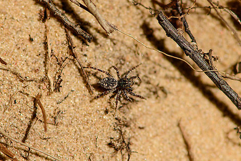 Downy Jumping Spider - top view, Loonse en Drunense Duinen, Netherlands Very small (~5mm) and super active on this very hot day. As it does not have a very descriptive appearance, used external help to ID it. Some good info here (German):
https://wiki.arages.de/index.php?title=Attulus_pubescens

In dutch it is simply called "Hairy jumping spider", although it doesn't seem more hairy than other jumping spiders. I believe it may be related to the hairy palps. 

Note the name change of the species. It was Sitticus pubescens until 2017, yet is now called Attulus pubescens.
https://www.jungledragon.com/image/102128/downy_jumping_spider_-_frontal_loonse_en_drunense_duinen_netherlands.html
https://www.jungledragon.com/image/102129/downy_jumping_spider_-_on_the_move_loonse_en_drunense_duinen_netherlands.html
https://www.jungledragon.com/image/102130/downy_jumping_spider_-_side_view_loonse_en_drunense_duinen_netherlands.html Attulus pubescens,Europe,Geotagged,Loonse en Drunense Duinen,Netherlands,Sitticus pubescens,Summer,World