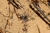 Downy Jumping Spider - top view, Loonse en Drunense Duinen, Netherlands Very small (~5mm) and super active on this very hot day. As it does not have a very descriptive appearance, used external help to ID it. Some good info here (German):<br />
https://wiki.arages.de/index.php?title=Attulus_pubescens<br />
<br />
In dutch it is simply called "Hairy jumping spider", although it doesn't seem more hairy than other jumping spiders. I believe it may be related to the hairy palps. <br />
<br />
Note the name change of the species. It was Sitticus pubescens until 2017, yet is now called Attulus pubescens.<br />
https://www.jungledragon.com/image/102128/downy_jumping_spider_-_frontal_loonse_en_drunense_duinen_netherlands.html<br />
https://www.jungledragon.com/image/102129/downy_jumping_spider_-_on_the_move_loonse_en_drunense_duinen_netherlands.html<br />
https://www.jungledragon.com/image/102130/downy_jumping_spider_-_side_view_loonse_en_drunense_duinen_netherlands.html Attulus pubescens,Europe,Geotagged,Loonse en Drunense Duinen,Netherlands,Sitticus pubescens,Summer,World