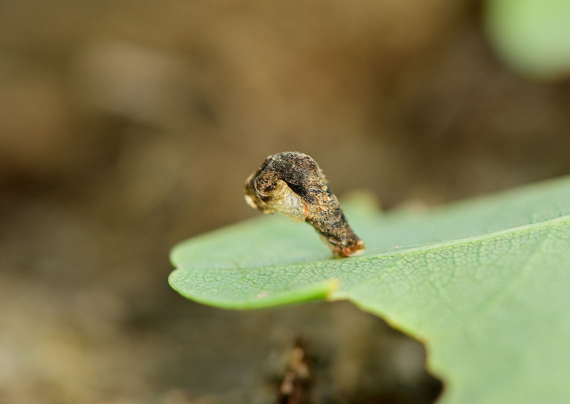Coleophora sp., Loonse en Drunense Duinen, Netherlands Casebearer larvae in its pistol-like structure which perhaps mimics dung. Found on oak leaf. It looks very similar to the species posted by Arp earlier:<br />
<figure class="photo"><a href="https://www.jungledragon.com/image/79302/coleophora_ibipennella.html" title="Coleophora ibipennella"><img src="https://s3.amazonaws.com/media.jungledragon.com/images/3043/79302_thumb.jpg?AWSAccessKeyId=05GMT0V3GWVNE7GGM1R2&Expires=1759968010&Signature=ZM%2FxIsJVlC6cbiLggkWL%2BZKwrPo%3D" width="200" height="114" alt="Coleophora ibipennella Tentative ID by self - will try to get confirmation ... Coleophora,Coleophora ibipennella,Coleophoridae,Geotagged,Lepidoptera,Netherlands,Pistol case,larva,nl: Geelsnuiteikenkokermot" /></a></figure><br />
(discussion concerning ID with that image) Coleophora ibipennella,Europe,Loonse en Drunense Duinen,Netherlands,World