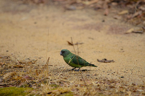 Grey-headed Lovebird in Kirindi Madagascar only has 3 parrot species, and this is the 3rd one I am posting. This concerns a tiny lovebird species. Unfortunately, this is the only reasonable shot I have of them. During our drives, we spotted enormous flocks containing hundreds of such birds, like a green wave in the sky, but each time we were too late to capture the scene :( Agapornis cana,Agapornis canus,Grey-headed Lovebird,Grey-headed lovebird,Kirindy Reserve,Madagascar