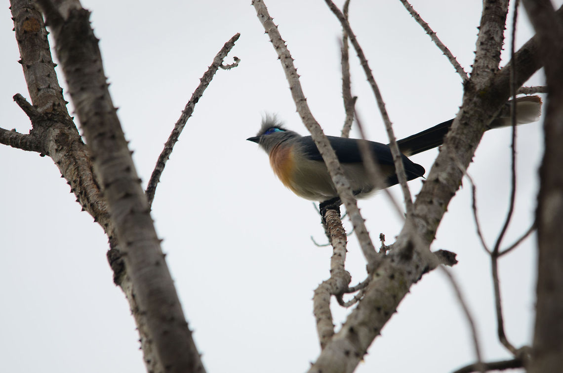 Crested Coua in Kirindi forest Horrible photo of a beautiful bird. This just serves as a record that it was spotted at the Kirindi forest of Madagascar. Coua cristata,Crested Coua,Kirindy Reserve,Madagascar