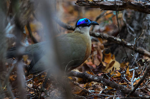Giant Coua in Kirindi forest of Madagascar Not a great photo, but it was to us a remarkable spotting. This is a large ground-dwelling bird that is very shy and is extremely fast to run through the thick vegetation of the Kirindi forest, where it feeds on seeds, insects and small reptiles.

It has to be careful to not end up being the prey though. The mongoose we spotted that I shared in an earlier photo ended up chasing this Coua. Luckily for the Coua it survived. Coua gigas,Giant Coua,Kirindy Reserve,Madagascar