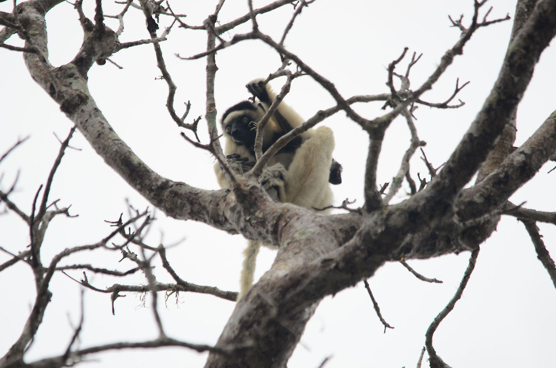 Verreauxs sifaka in Kirindi forest Sorry for the poor shot, there was a lot of backlight in the scene.<br />
<br />
Note that I am in doubt as to whether this is a Decken&#039;s Sifaka or a Verreauxs sifaka. The dark fur on their head suggests this is a Verreauxs sifaka, but according to my lemur book they do not appear in the Kirindi area. Kirindy Reserve,Madagascar,Propithecus verreauxi,Verreauxs sifaka