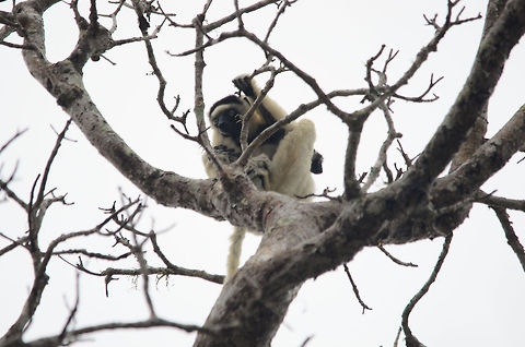Verreauxs sifaka in Kirindi forest Sorry for the poor shot, there was a lot of backlight in the scene.

Note that I am in doubt as to whether this is a Decken's Sifaka or a Verreauxs sifaka. The dark fur on their head suggests this is a Verreauxs sifaka, but according to my lemur book they do not appear in the Kirindi area. Kirindy Reserve,Madagascar,Propithecus verreauxi,Verreauxs sifaka